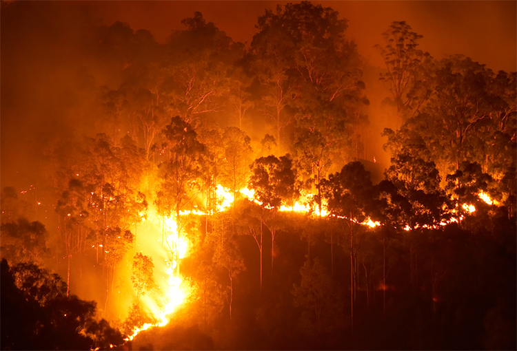 Avanza proyecto para identificar plantas impulsoras o retardantes del fuego del bosque esclerófilo