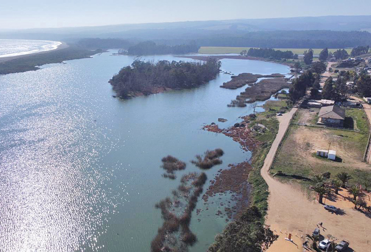 Declaran a Petrel de Pichilemu como el primer humedal urbano de la Región de O