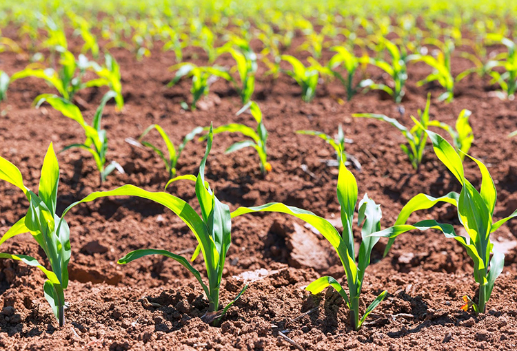 Duro diagnóstico de la FAO sobre los suelos cultivables: casi se acabarían para 2050