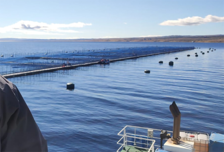 Exigen terminar con cultivo de salmones en lago Llanquihue por su alto impacto socio ambiental