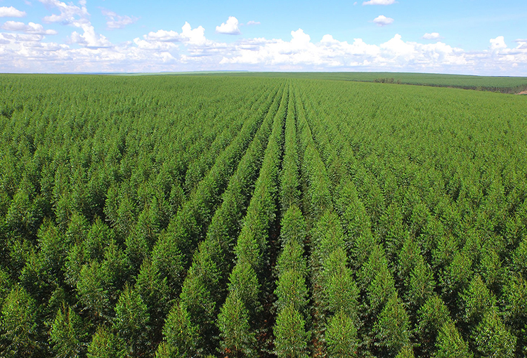 Científicos concluyen que plantaciones pueden ayudar a contener la erosión del suelo