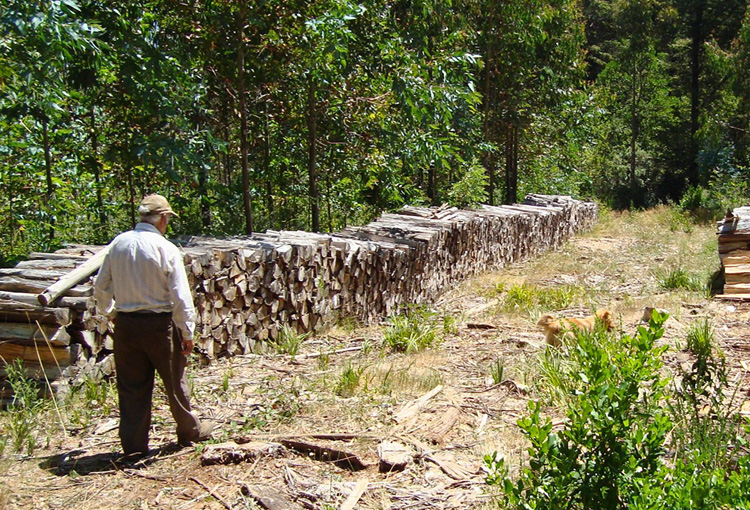 Inventario de acopios de leña entre Maule y Aysén detecta que el 86% de la biomasa está seca