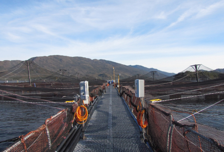 SMA inició proceso sancionatorio contra Salmones Yadrán por sobreproducción en Aysén