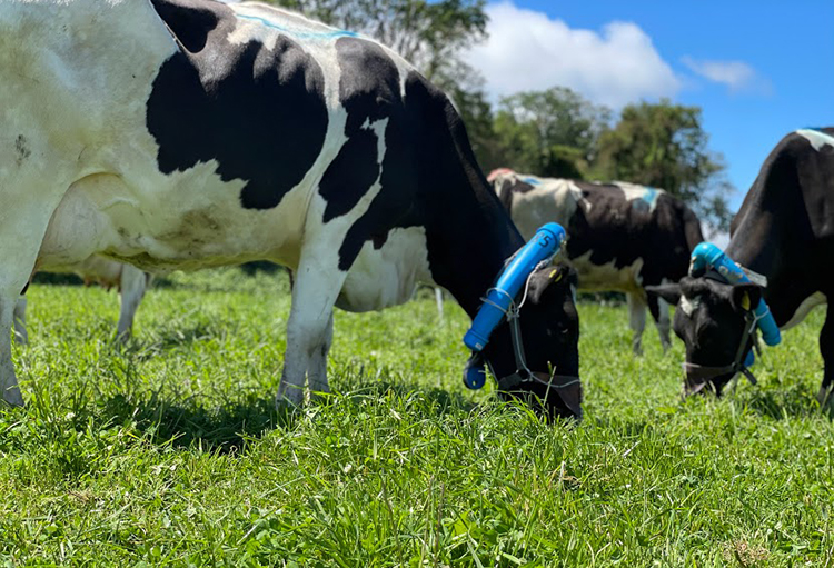 Estudio revela que algunos predios agrícolas y ganaderos del sur ya son carbono neutral