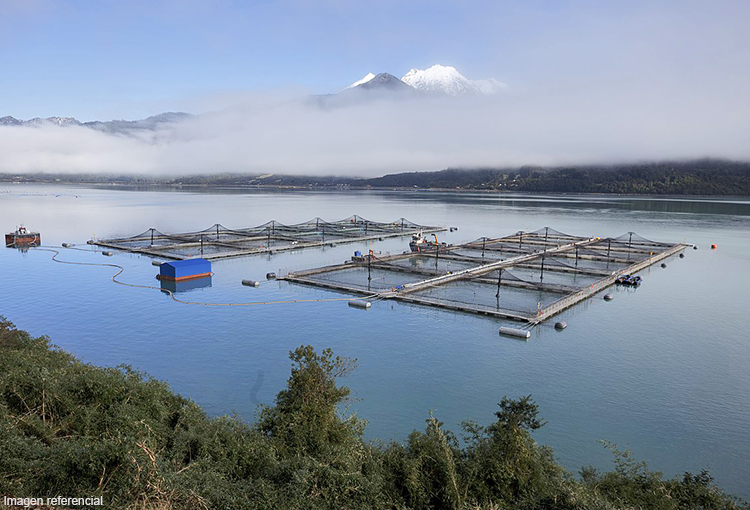 Sernapesca presentó cuatro nuevas denuncias contra empresas acuícolas de Magallanes 