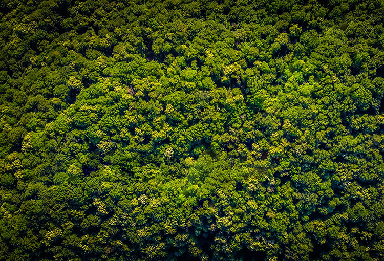 Científicos ONU llaman a inspirarse en los pueblos indígenas para salvar biodiversidad