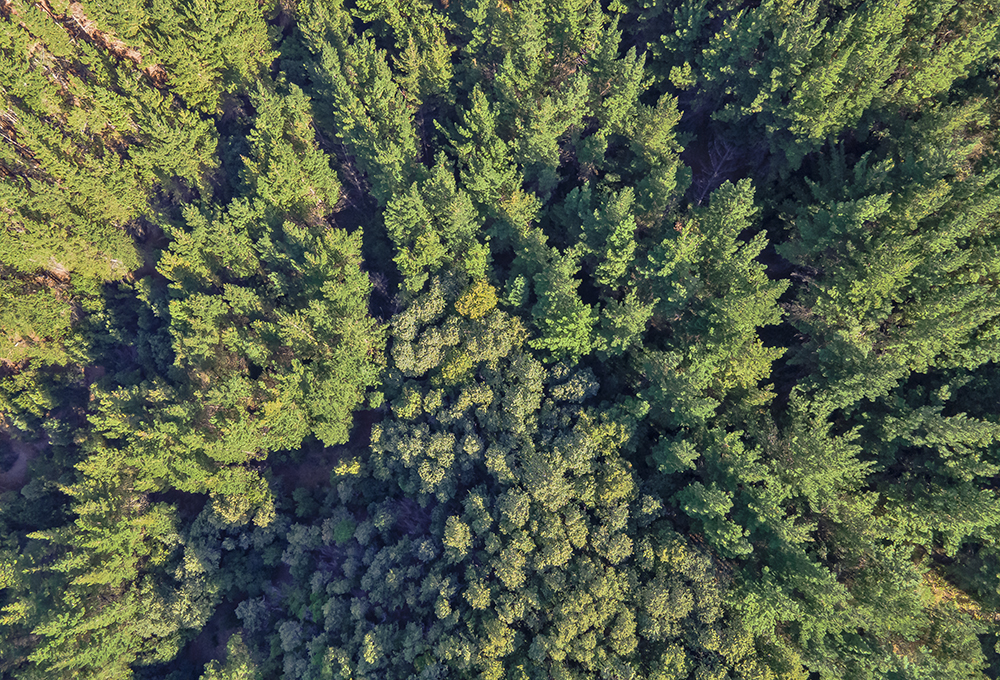 Presidente Gabriel Boric anuncia fortalecimiento de los programas de reforestación 