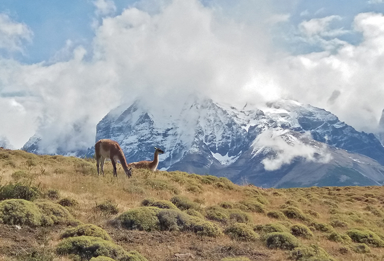 COP15 sobre biodiversidad selló acuerdo mundial histórico para proteger el 30% del planeta al 2030