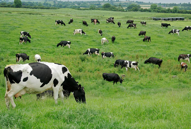 Fiestas Patrias: alertan sobre los impactos ambientales asociados al consumo de carne