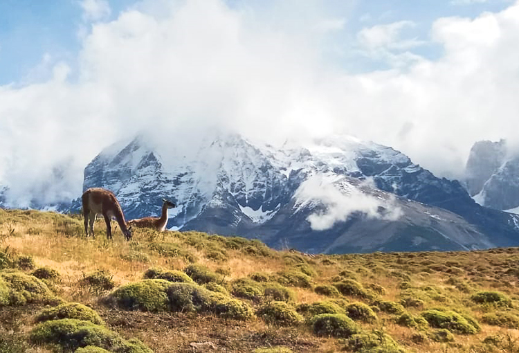 Proyecto que crea Servicio de Biodiversidad y Áreas Protegidas avanza en el Congreso