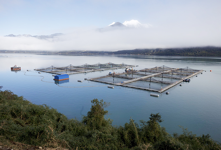 Congreso aprobó ley que establece controles y sanciones para evitar el escape de salmones