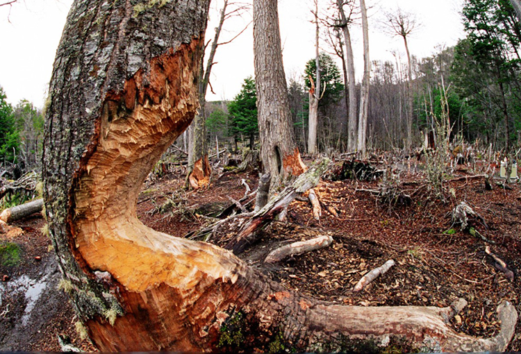 Tierra del Fuego: invasión de castores ha provocado gran impacto en bosques y humedales