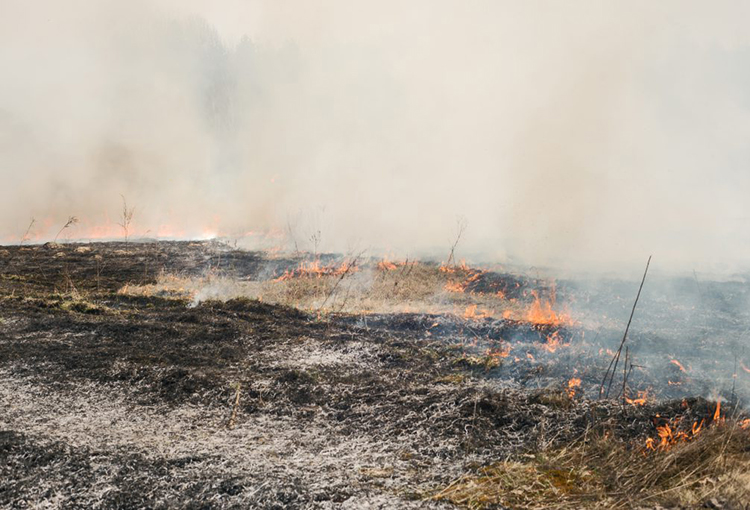 Lanzan manual de evaluación y restauración de suelos afectados por incendios