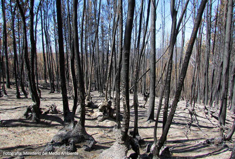 Técnicas de reactivación microbiana permitirán restaurar suelos afectados por incendios forestales