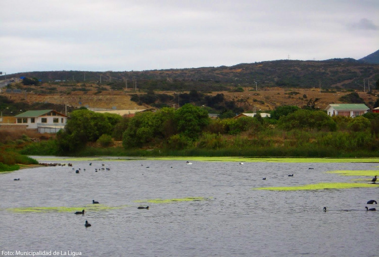 Ordenan detener toda construcción en área del humedal urbano Estuario Los Molles