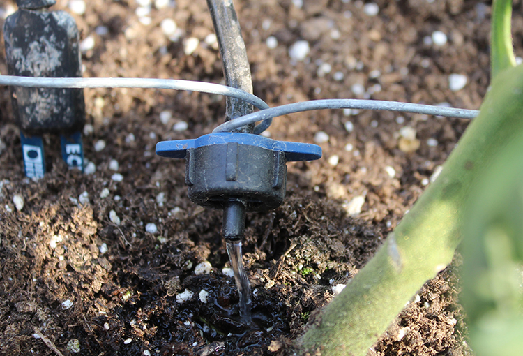 Prueban sistema autónomo de riego para optimizar el uso de agua en cultivos