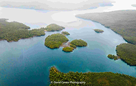 Cambio climático e industrias amenazan bosques de macroalgas en la Patagonia