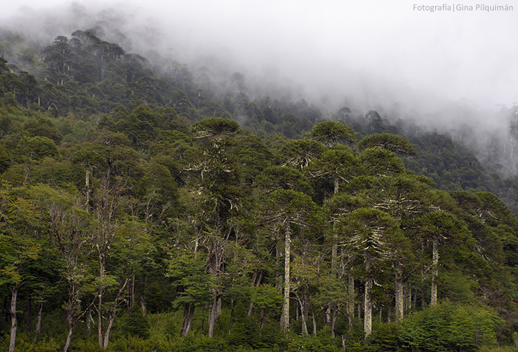 Estrategia Nacional de Cambio Climático y Recursos Vegetacionales: Conaf abrió concurso público