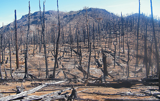 Por la tierra y los bosques - 02 - 550x350.jpg